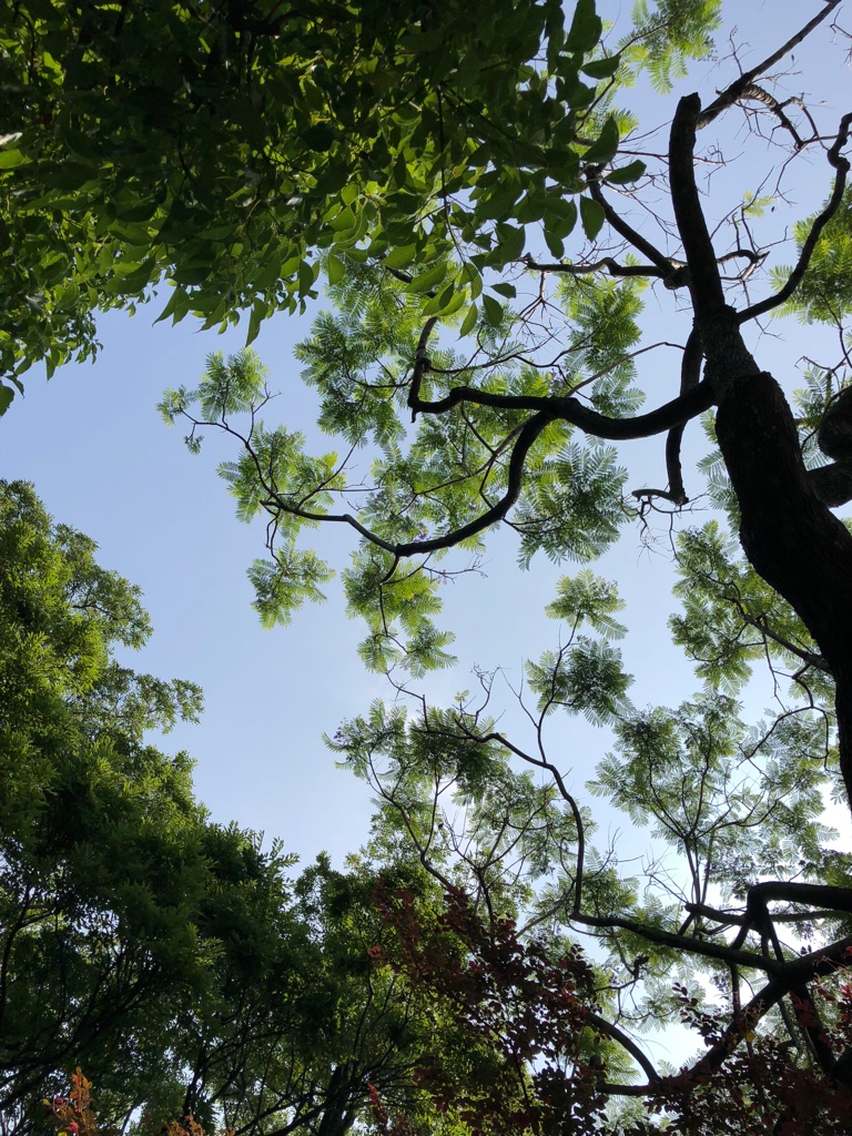 森と空