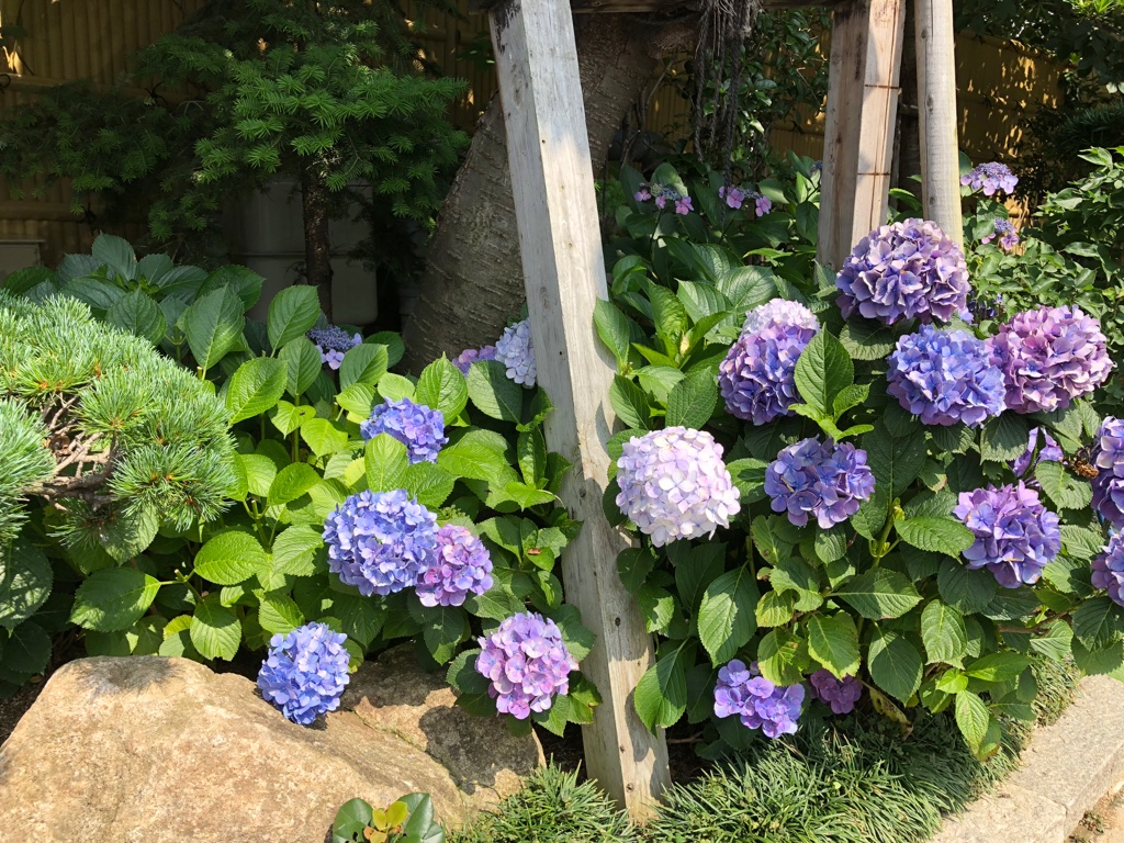 紫陽花