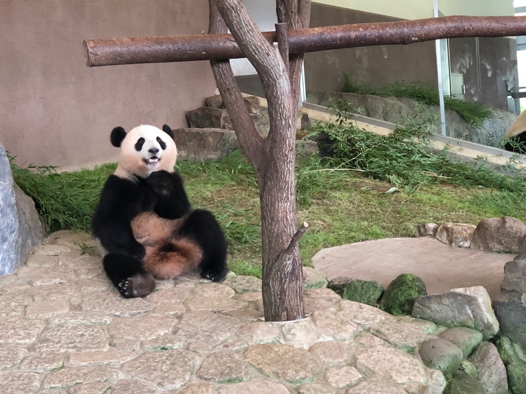 パンダ