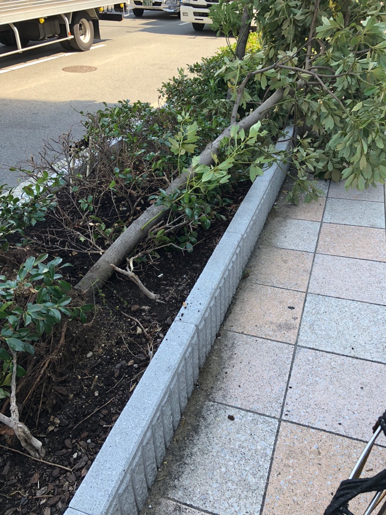 倒れた木