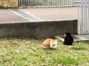 こじま税理士のビジテクブログ | 税理士の税法免除に興味がある人が大学院を考えるときの情報まとめ
