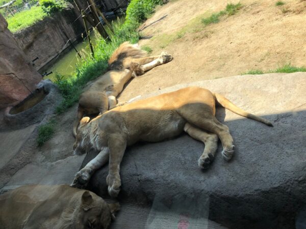 sleeping lions