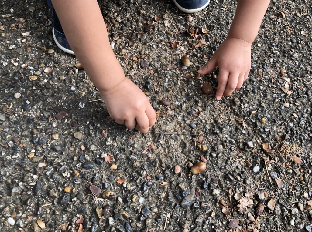 Acorn collecting