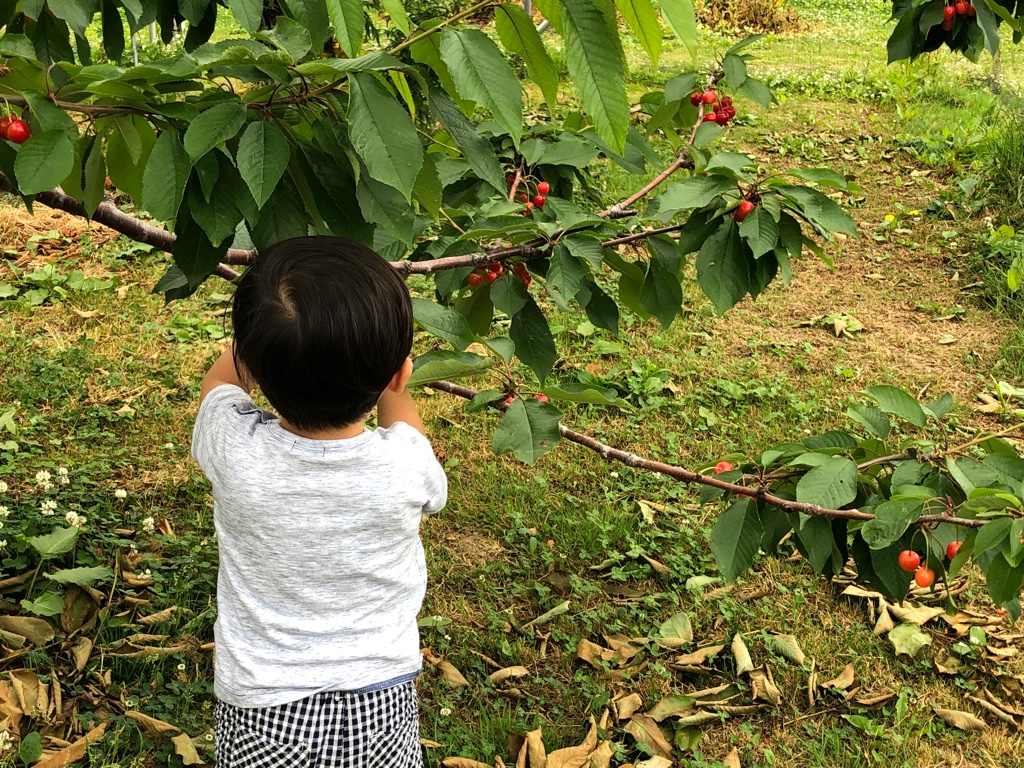 こじま税理士のビジテクブログ | 子どもとの果物狩り比較  いちご狩り・さくらんぼ狩り・ぶどう狩り・梨狩り