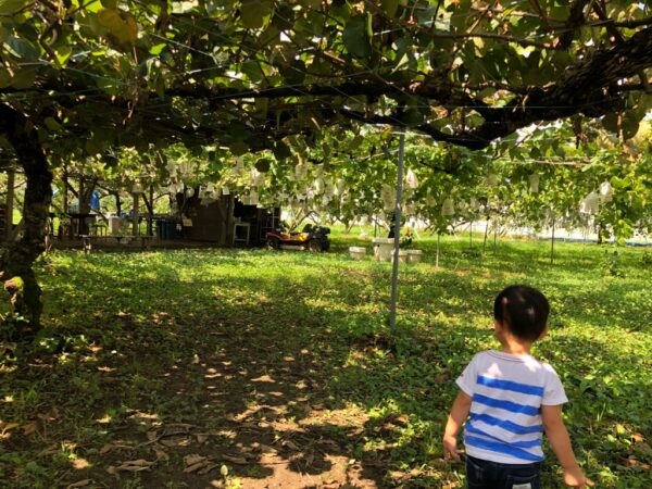 こじま税理士のビジテクブログ | 子どもとの果物狩り比較  いちご狩り・さくらんぼ狩り・ぶどう狩り・梨狩り