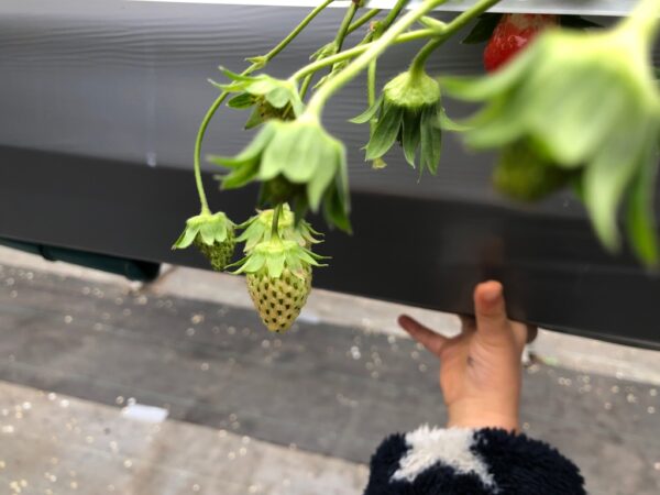 こじま税理士のビジテクブログ | 子どもとの果物狩り比較  いちご狩り・さくらんぼ狩り・ぶどう狩り・梨狩り