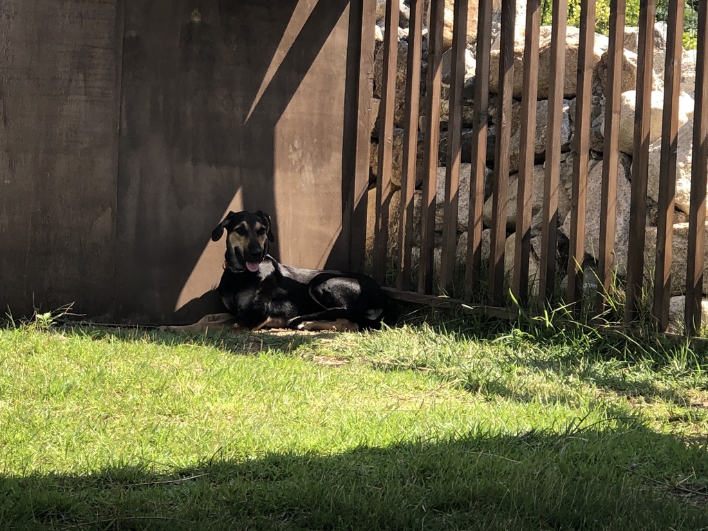 dog