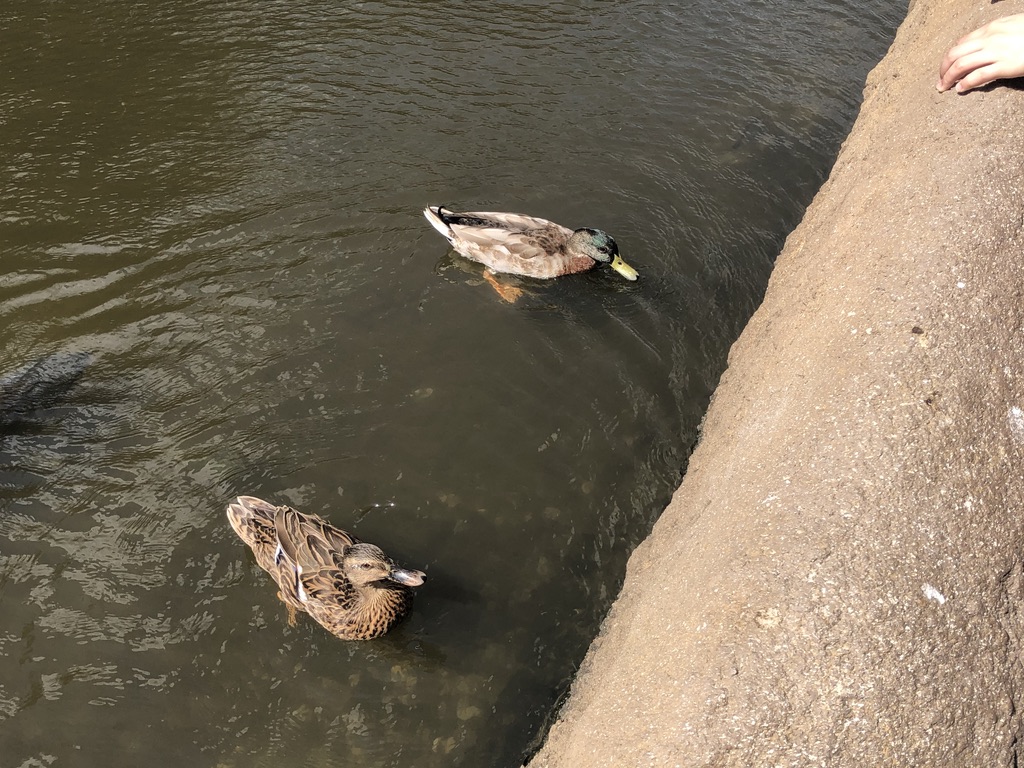 duck