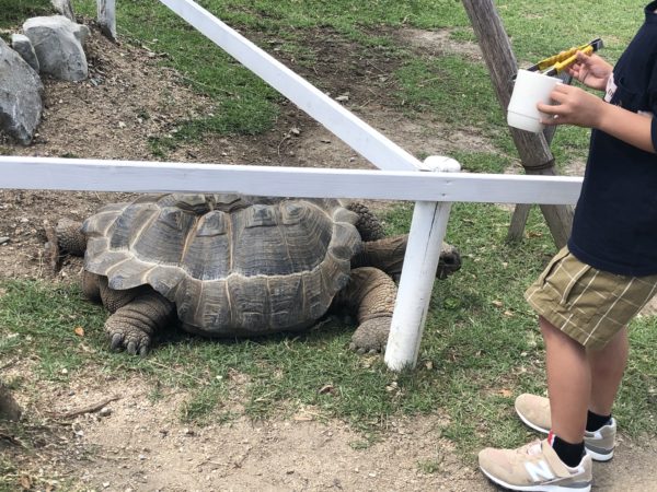 こじま税理士のビジテクブログ | 動物のエサやりが楽しめる 神戸どうぶつ王国