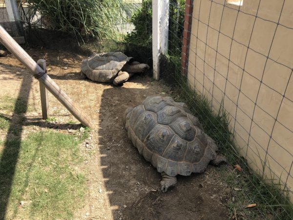 こじま税理士のビジテクブログ | 動物のエサやりが楽しめる 神戸どうぶつ王国