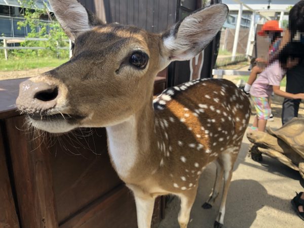 こじま税理士のビジテクブログ | 動物のエサやりが楽しめる 神戸どうぶつ王国