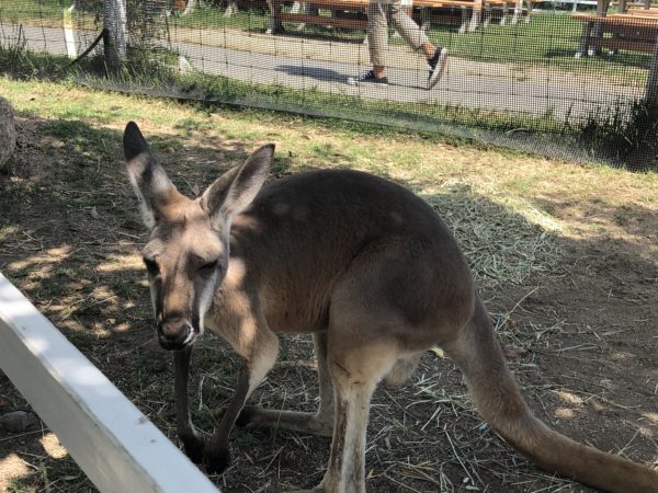 こじま税理士のビジテクブログ | 動物のエサやりが楽しめる 神戸どうぶつ王国