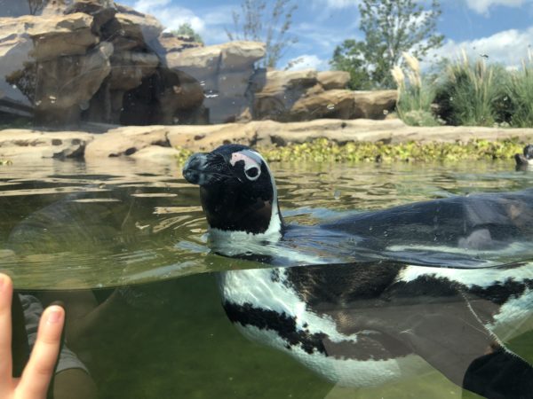 こじま税理士のビジテクブログ | 動物のエサやりが楽しめる 神戸どうぶつ王国