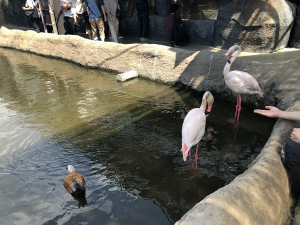 こじま税理士のビジテクブログ | 動物のエサやりが楽しめる 神戸どうぶつ王国