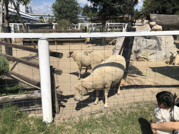 こじま税理士のビジテクブログ | 動物のエサやりが楽しめる 神戸どうぶつ王国