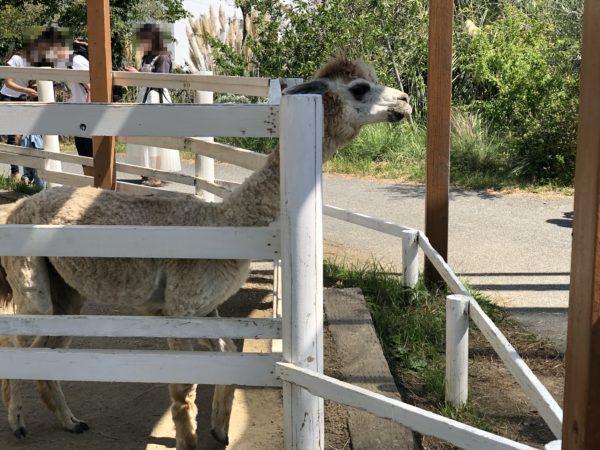 こじま税理士のビジテクブログ | 動物のエサやりが楽しめる 神戸どうぶつ王国