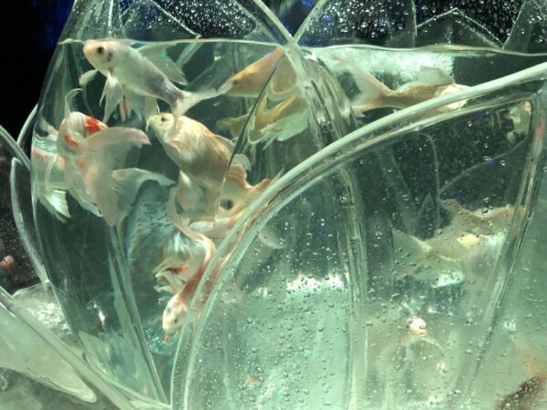 飛び立たない国際仕事ノート | 涼みたい方やいい写真が撮りたい方向けにART AQUARIUM展 大阪 飛び立たない国際仕事ノート | 涼みたい方やいい写真が撮りたい方向けにART AQUARIUM展 大阪