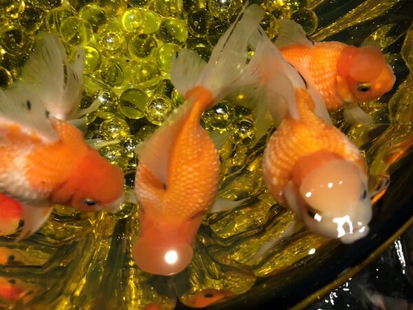 飛び立たない国際仕事ノート | 涼みたい方やいい写真が撮りたい方向けにART AQUARIUM展 大阪 飛び立たない国際仕事ノート | 涼みたい方やいい写真が撮りたい方向けにART AQUARIUM展 大阪