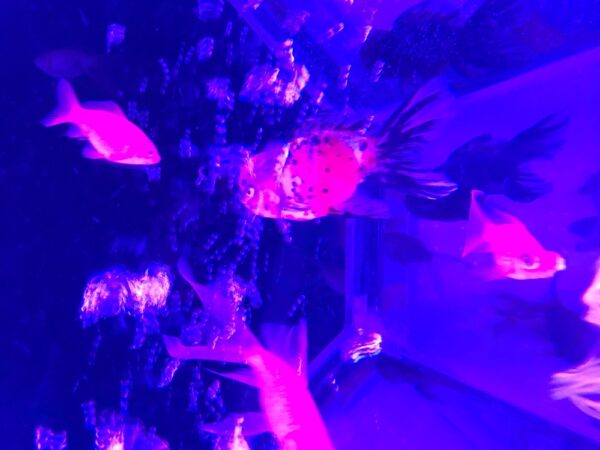 飛び立たない国際仕事ノート | 涼みたい方やいい写真が撮りたい方向けにART AQUARIUM展 大阪 飛び立たない国際仕事ノート | 涼みたい方やいい写真が撮りたい方向けにART AQUARIUM展 大阪