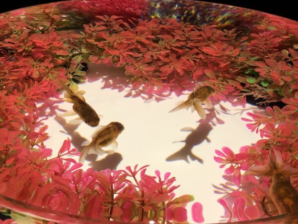 飛び立たない国際仕事ノート | 涼みたい方やいい写真が撮りたい方向けにART AQUARIUM展 大阪 飛び立たない国際仕事ノート | 涼みたい方やいい写真が撮りたい方向けにART AQUARIUM展 大阪