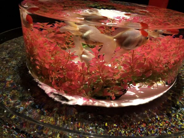 飛び立たない国際仕事ノート | 涼みたい方やいい写真が撮りたい方向けにART AQUARIUM展 大阪 飛び立たない国際仕事ノート | 涼みたい方やいい写真が撮りたい方向けにART AQUARIUM展 大阪