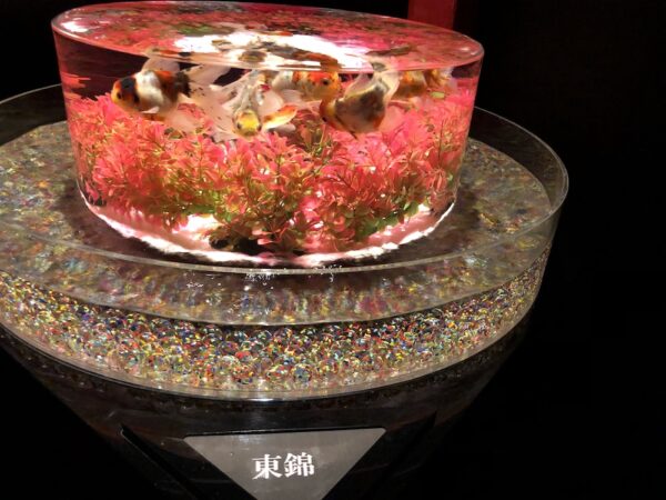 飛び立たない国際仕事ノート | 涼みたい方やいい写真が撮りたい方向けにART AQUARIUM展 大阪 飛び立たない国際仕事ノート | 涼みたい方やいい写真が撮りたい方向けにART AQUARIUM展 大阪