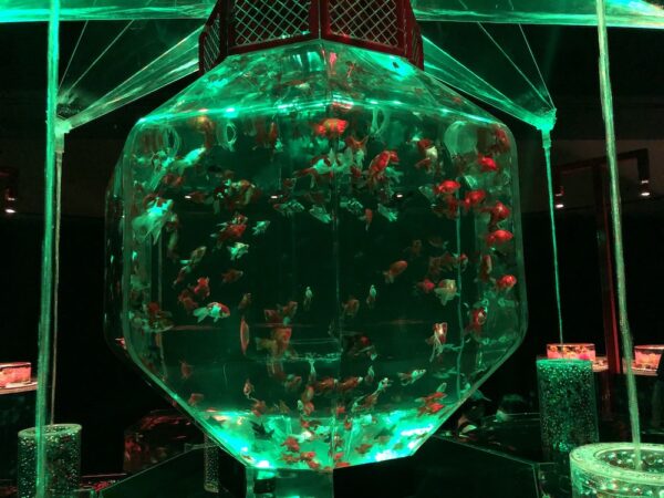 飛び立たない国際仕事ノート | 涼みたい方やいい写真が撮りたい方向けにART AQUARIUM展 大阪 飛び立たない国際仕事ノート | 涼みたい方やいい写真が撮りたい方向けにART AQUARIUM展 大阪