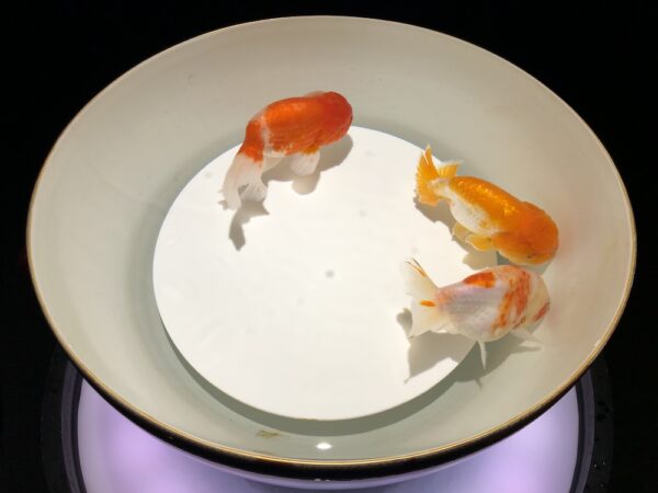 飛び立たない国際仕事ノート | 涼みたい方やいい写真が撮りたい方向けにART AQUARIUM展 大阪 飛び立たない国際仕事ノート | 涼みたい方やいい写真が撮りたい方向けにART AQUARIUM展 大阪