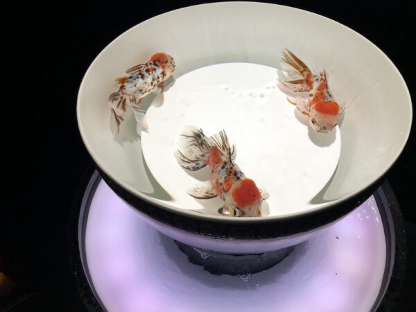飛び立たない国際仕事ノート | 涼みたい方やいい写真が撮りたい方向けにART AQUARIUM展 大阪 飛び立たない国際仕事ノート | 涼みたい方やいい写真が撮りたい方向けにART AQUARIUM展 大阪