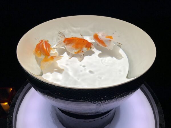 飛び立たない国際仕事ノート | 涼みたい方やいい写真が撮りたい方向けにART AQUARIUM展 大阪 飛び立たない国際仕事ノート | 涼みたい方やいい写真が撮りたい方向けにART AQUARIUM展 大阪