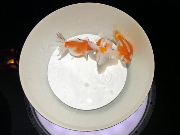 飛び立たない国際仕事ノート | 涼みたい方やいい写真が撮りたい方向けにART AQUARIUM展 大阪 飛び立たない国際仕事ノート | 涼みたい方やいい写真が撮りたい方向けにART AQUARIUM展 大阪