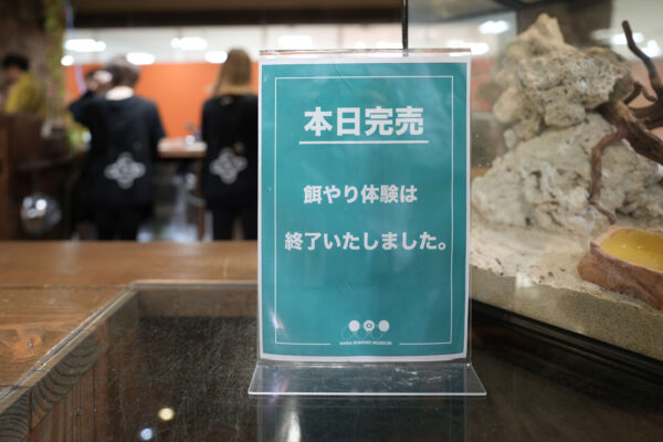 トカゲに実際さわれる!奈良いきものミュージアムで子どもに経験を こじま税理士のビジテクブログ | トカゲに実際さわれる!奈良いきものミュージアムで子どもに経験を